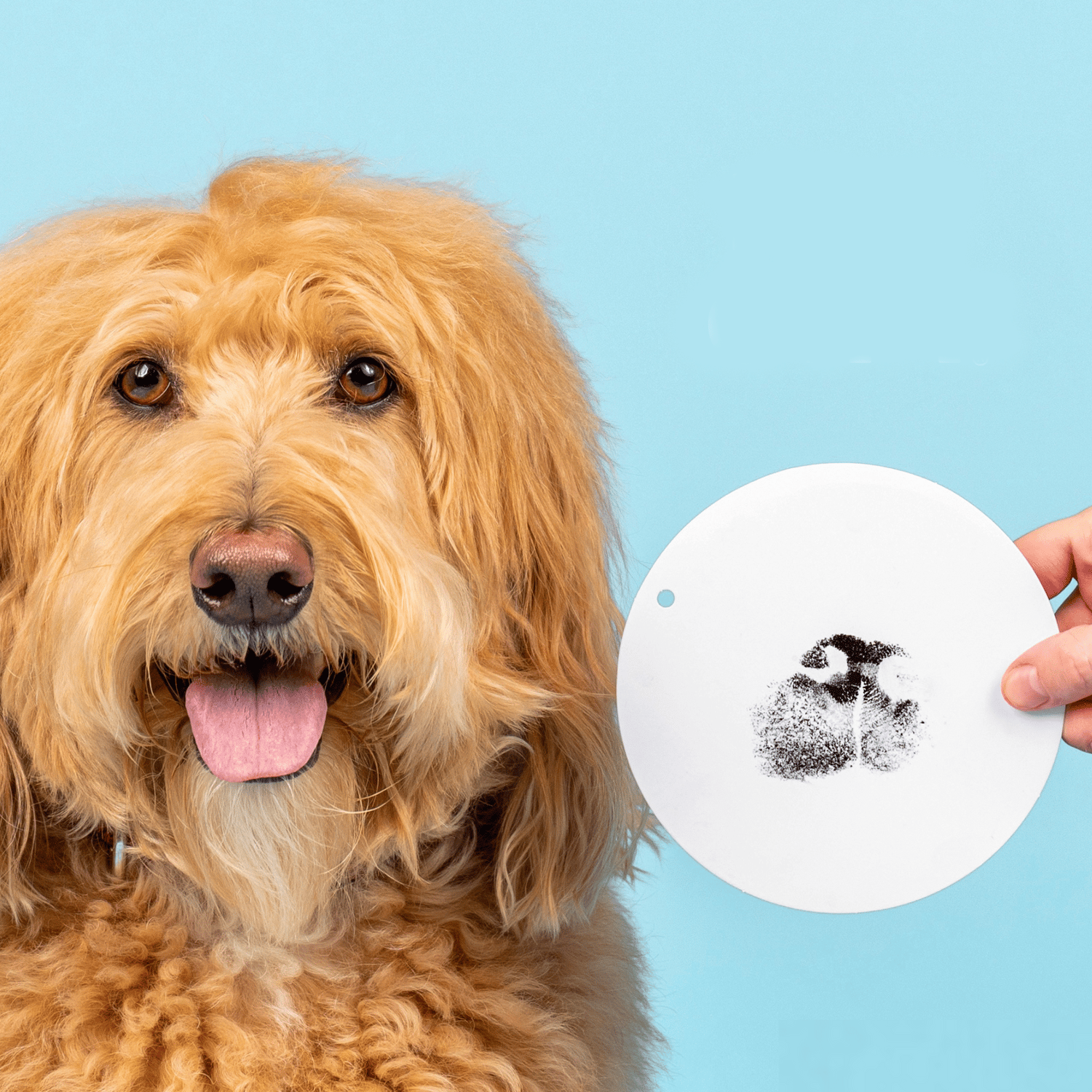 ☑️Paw Print Stamp Pad-Buy 2 get 1 free (3PCS)