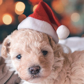 Christmas Small Plush Santa Hat for Pet Dog Cat Hat Merry Christmas Decorations For Home Cap Noel Navidad Happy New Year Gift